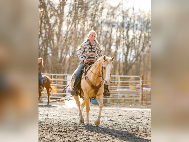 American Quarter Horse Wallach 11 Jahre 152 cm Palomino in Pacific, MO