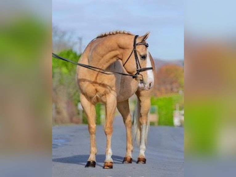 American Quarter Horse Wallach 11 Jahre 152 cm Palomino in Pacific, MO