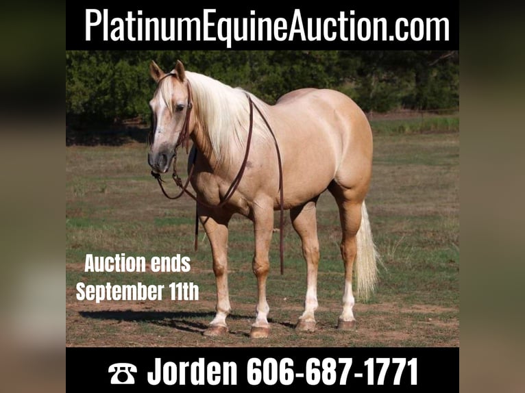 American Quarter Horse Wallach 11 Jahre 152 cm Palomino in Cleburne TX