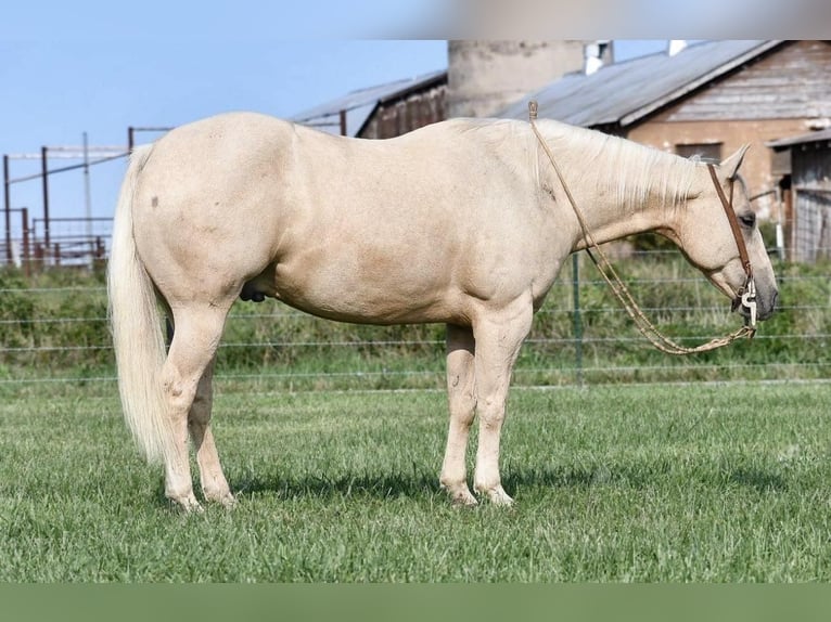 American Quarter Horse Wallach 11 Jahre 152 cm Palomino in Buffalo, MO