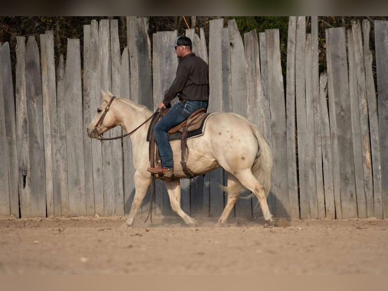 American Quarter Horse Wallach 11 Jahre 152 cm Palomino in Buffalo, MO