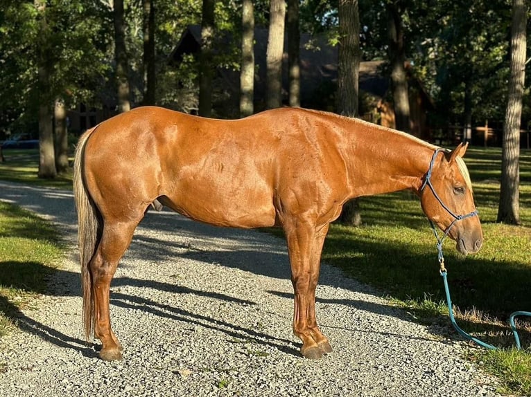 American Quarter Horse Wallach 11 Jahre 152 cm Palomino in Muncie