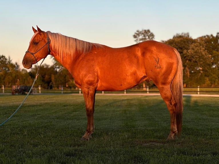 American Quarter Horse Wallach 11 Jahre 152 cm Palomino in Muncie