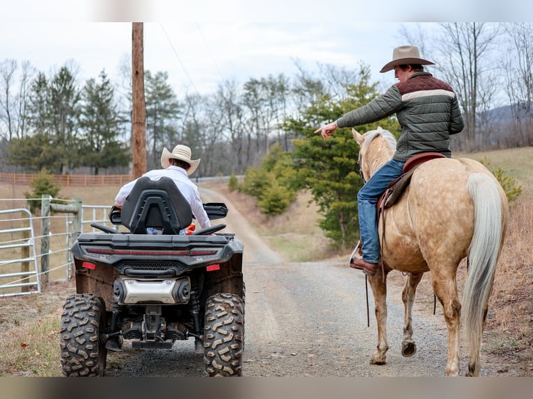American Quarter Horse Wallach 11 Jahre 152 cm Palomino in Needmore