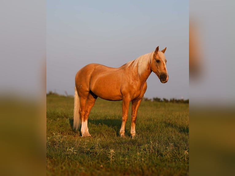 American Quarter Horse Wallach 11 Jahre 152 cm Palomino in Mt Vernon TX