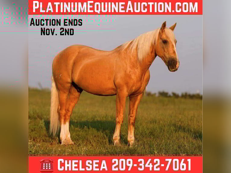 American Quarter Horse Wallach 11 Jahre 152 cm Palomino in Mt Vernon TX