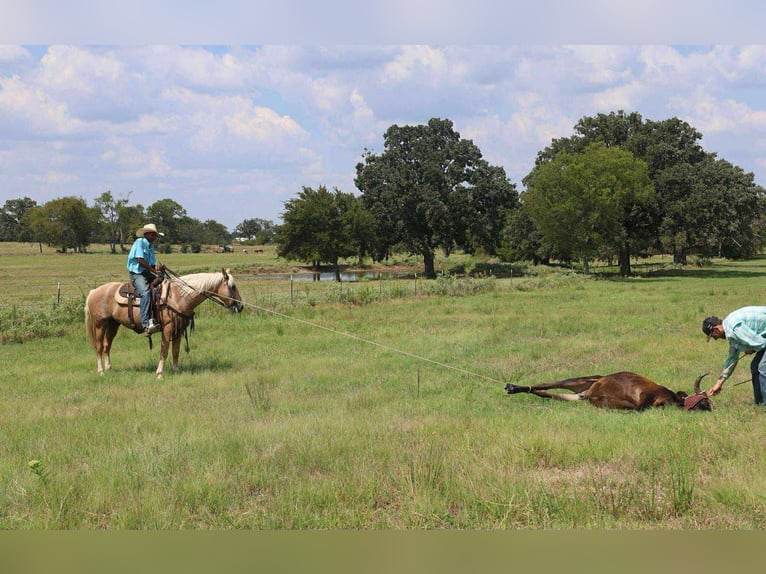 American Quarter Horse Wallach 11 Jahre 152 cm Palomino in Mt Vernon TX