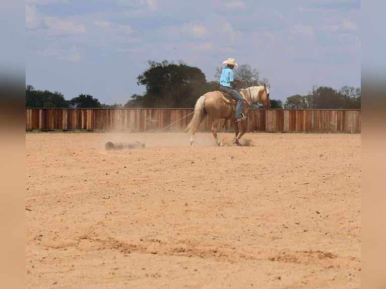 American Quarter Horse Wallach 11 Jahre 152 cm Palomino in Mt Vernon TX