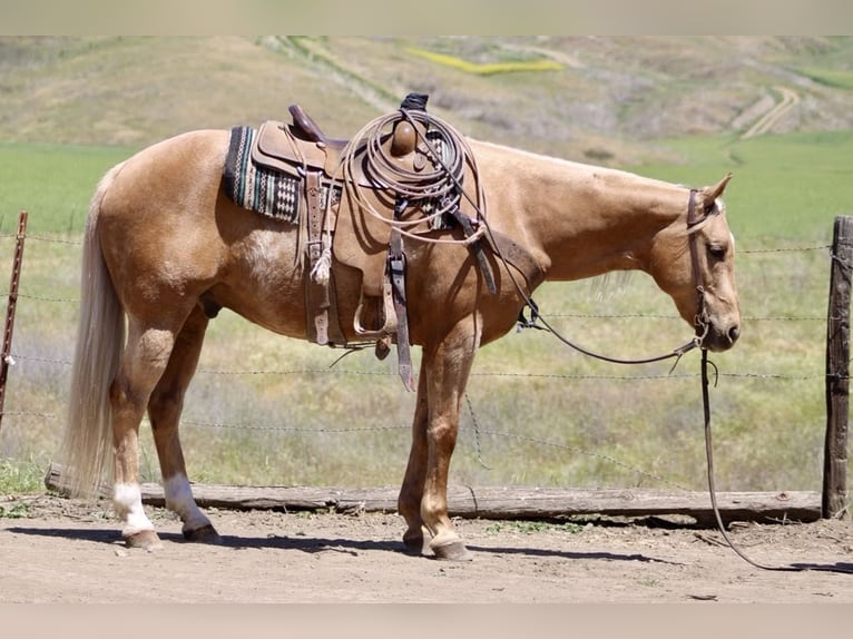 American Quarter Horse Wallach 11 Jahre 152 cm Palomino in Paicines CA