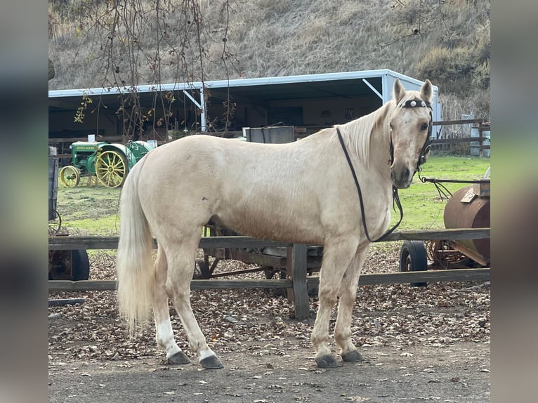 American Quarter Horse Wallach 11 Jahre 152 cm Palomino in Paicines CA
