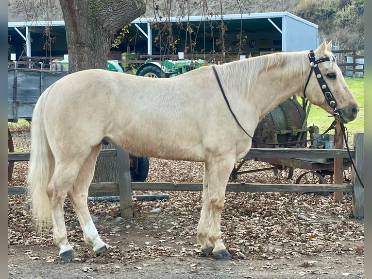 American Quarter Horse Wallach 11 Jahre 152 cm Palomino in Paicines CA