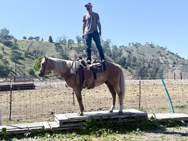 American Quarter Horse Wallach 11 Jahre 152 cm Palomino in Paicines CA