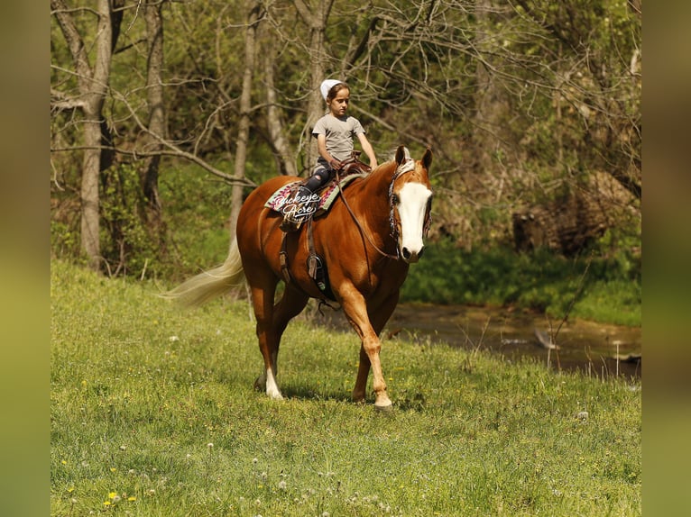 American Quarter Horse Wallach 11 Jahre 152 cm Palomino in Millersburg