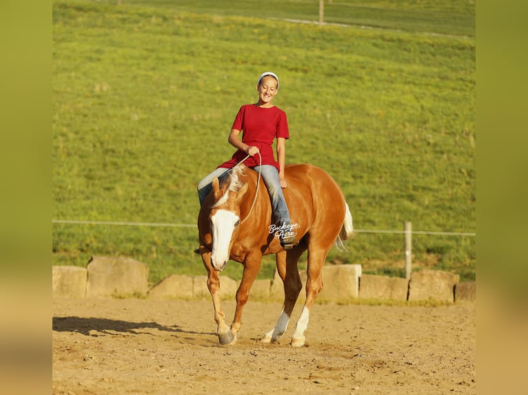 American Quarter Horse Wallach 11 Jahre 152 cm Palomino in Millersburg