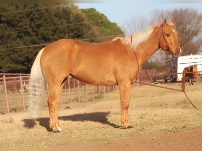 American Quarter Horse Wallach 11 Jahre 152 cm Palomino in Stephenville TX