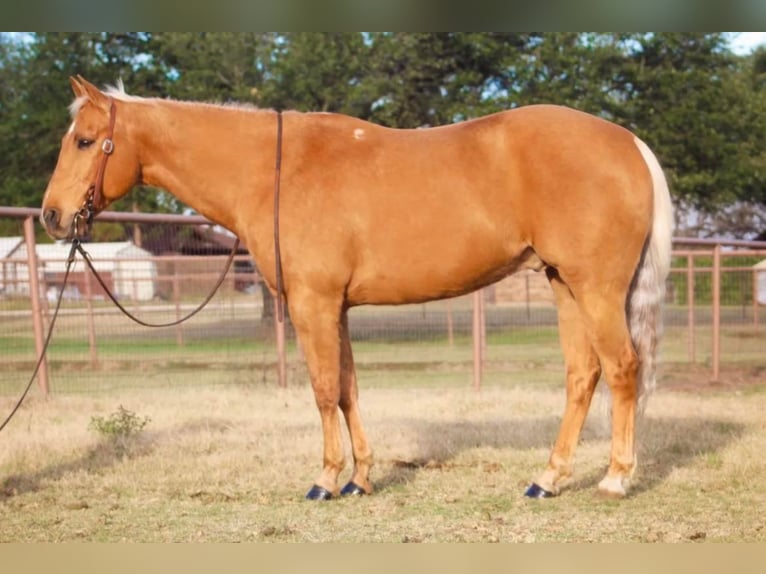 American Quarter Horse Wallach 11 Jahre 152 cm Palomino in Stephenville TX