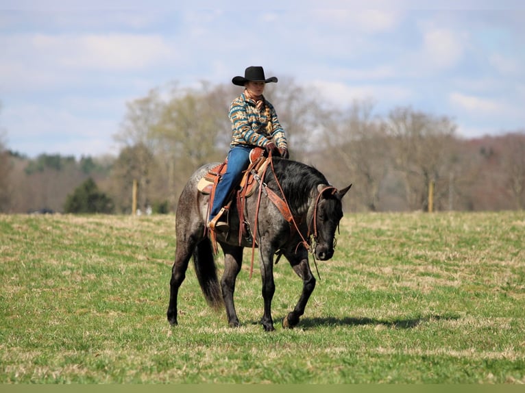 American Quarter Horse Wallach 11 Jahre 152 cm in Clarion, PA