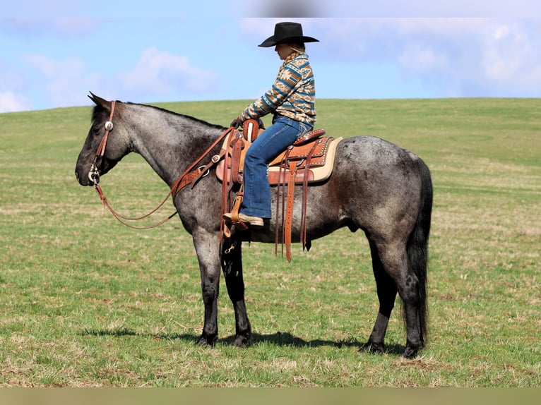 American Quarter Horse Wallach 11 Jahre 152 cm in Clarion, PA