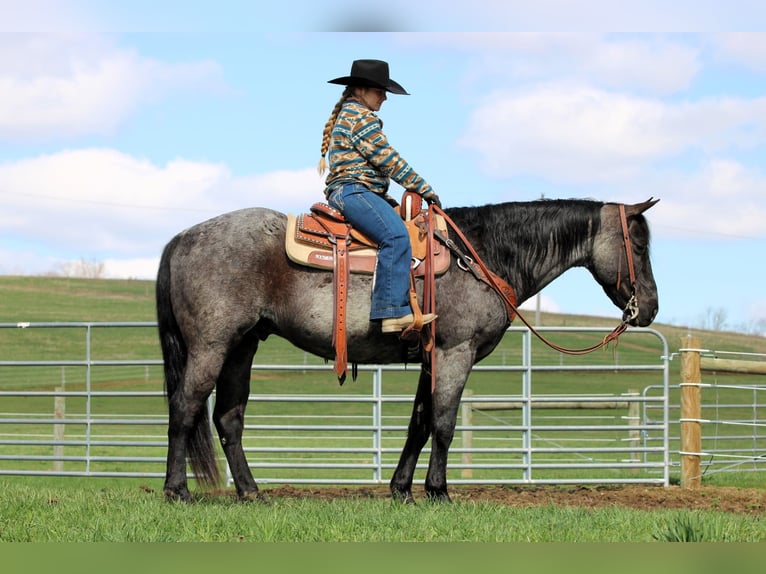 American Quarter Horse Wallach 11 Jahre 152 cm in Clarion, PA