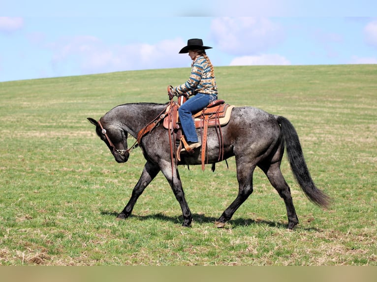 American Quarter Horse Wallach 11 Jahre 152 cm in Clarion, PA