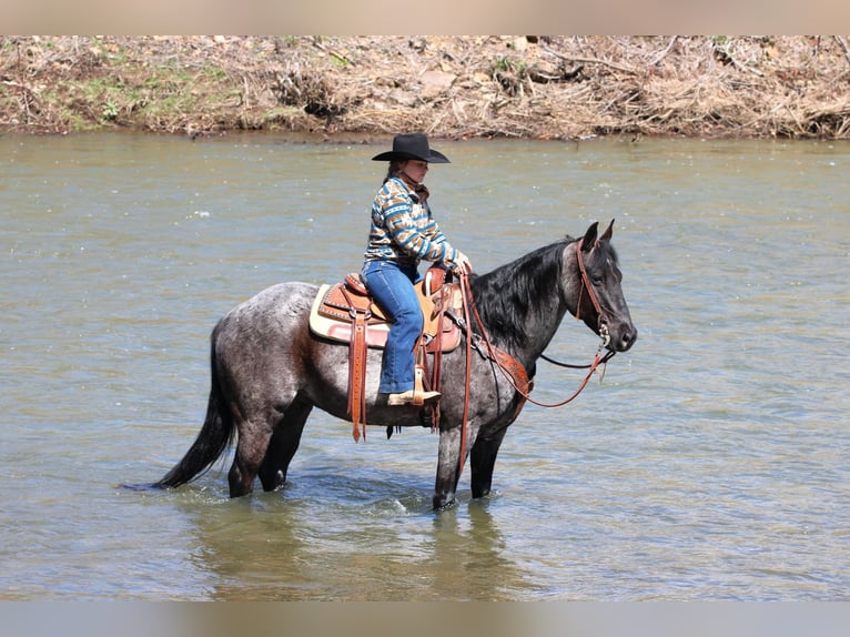 American Quarter Horse Wallach 11 Jahre 152 cm in Clarion, PA