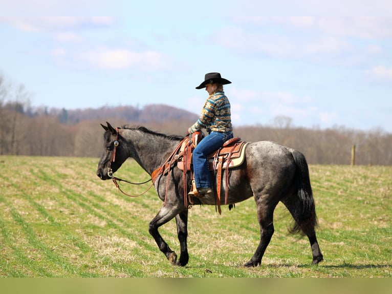 American Quarter Horse Wallach 11 Jahre 152 cm in Clarion, PA