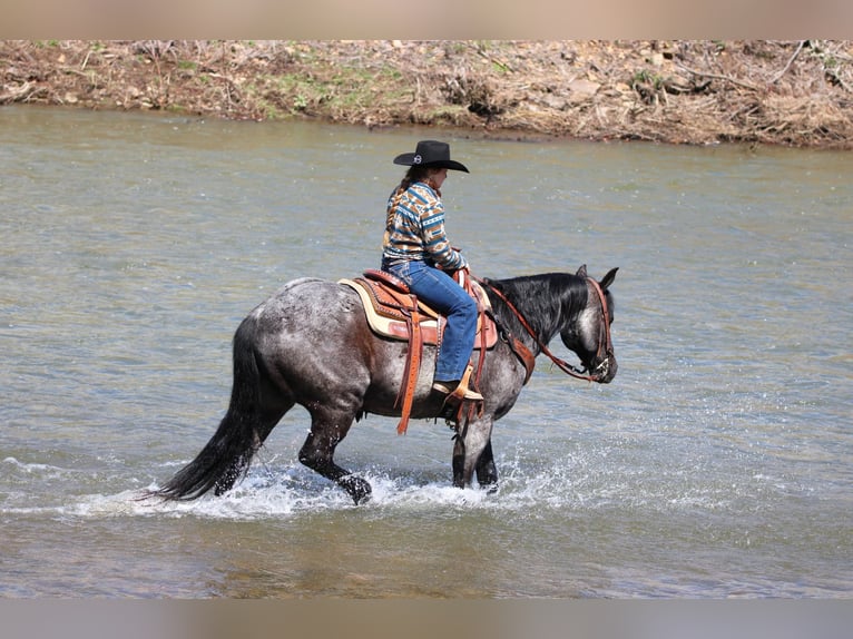 American Quarter Horse Wallach 11 Jahre 152 cm in Clarion, PA