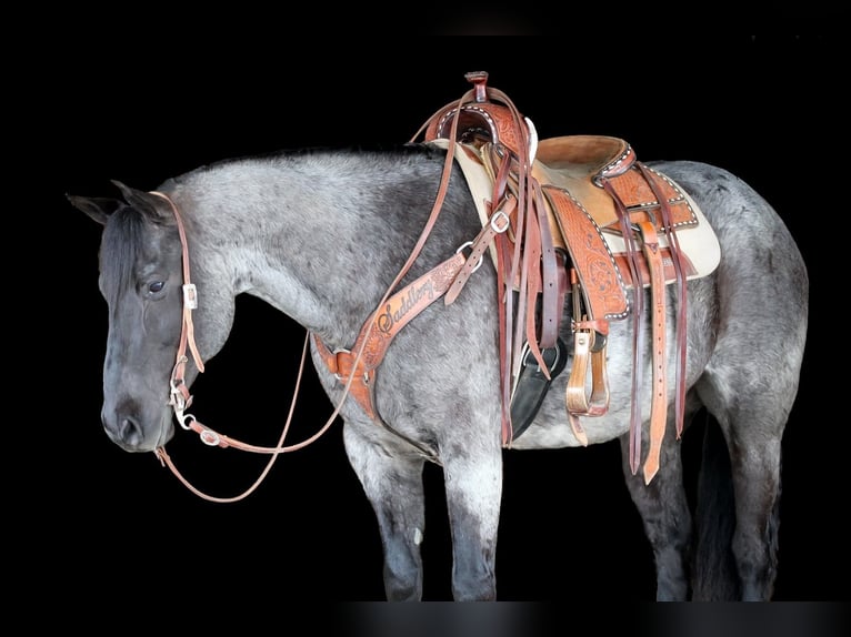 American Quarter Horse Wallach 11 Jahre 152 cm in Clarion, PA