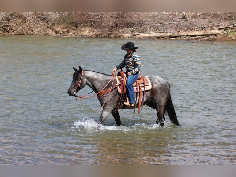 American Quarter Horse Wallach 11 Jahre 152 cm in Clarion, PA