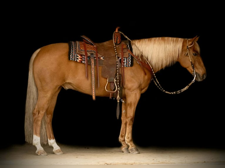American Quarter Horse Wallach 11 Jahre 152 cm  in Rebersburg