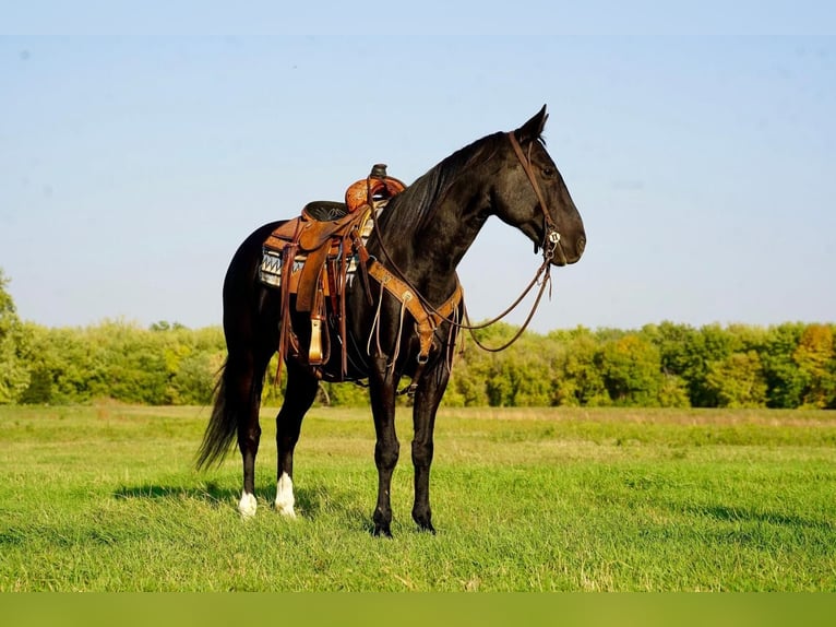 American Quarter Horse Wallach 11 Jahre 152 cm Rappe in Valley Springs