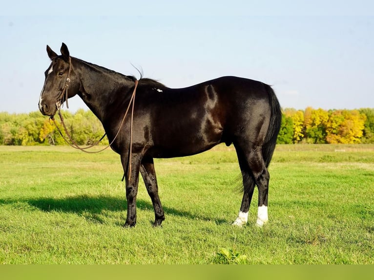 American Quarter Horse Wallach 11 Jahre 152 cm Rappe in Valley Springs