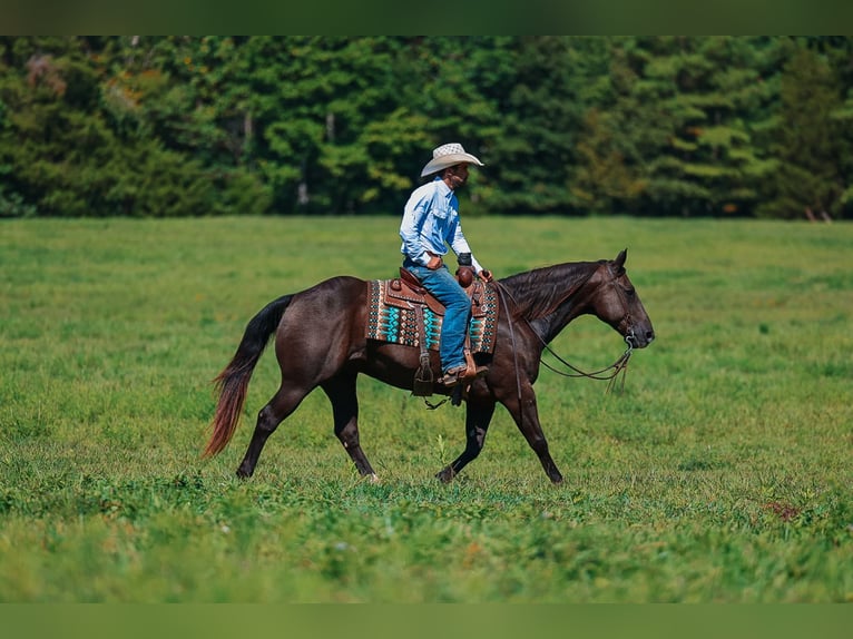 American Quarter Horse Wallach 11 Jahre 152 cm Rappe in Lyles