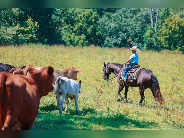 American Quarter Horse Wallach 11 Jahre 152 cm Rappe in Lyles