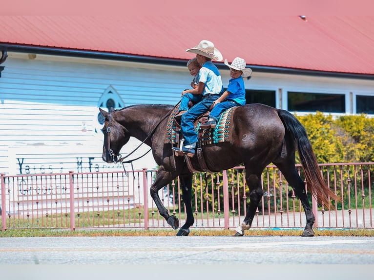American Quarter Horse Wallach 11 Jahre 152 cm Rappe in Lyles