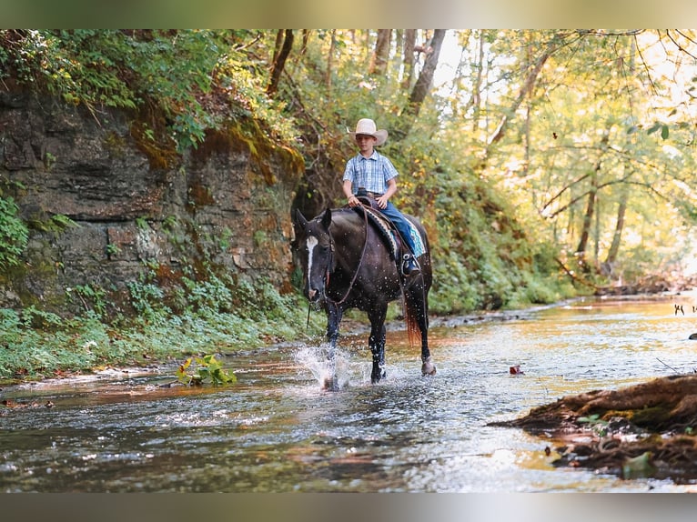 American Quarter Horse Wallach 11 Jahre 152 cm Rappe in Lyles