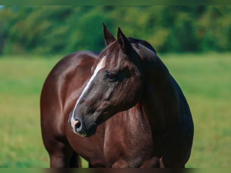 American Quarter Horse Wallach 11 Jahre 152 cm Rappe in Lyles