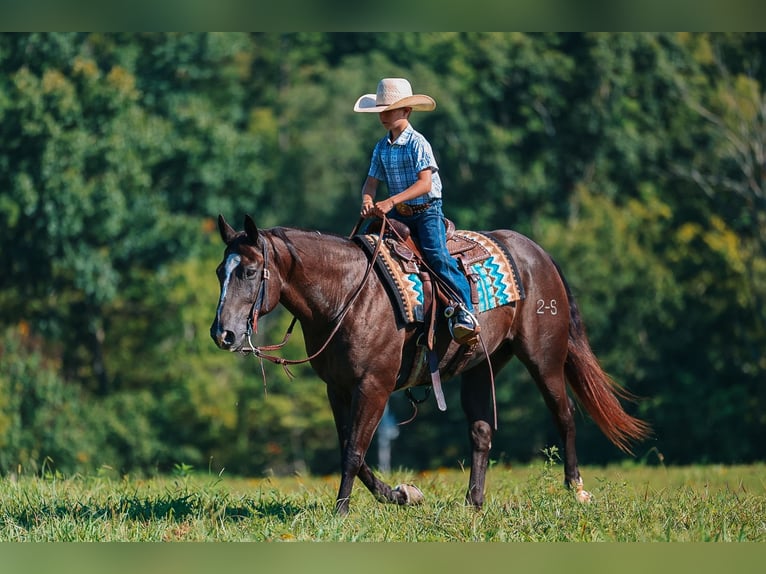 American Quarter Horse Wallach 11 Jahre 152 cm Rappe in Lyles
