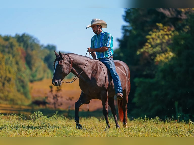 American Quarter Horse Wallach 11 Jahre 152 cm Rappe in Lyles