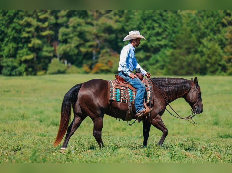 American Quarter Horse Wallach 11 Jahre 152 cm Rappe in Lyles