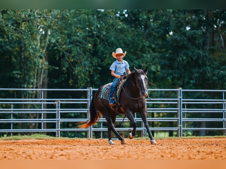American Quarter Horse Wallach 11 Jahre 152 cm Rappe in Lyles