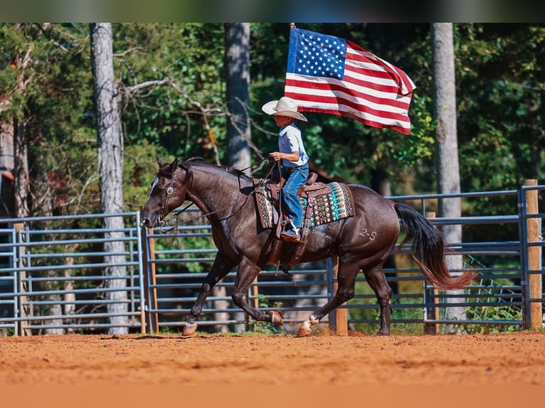 American Quarter Horse Wallach 11 Jahre 152 cm Rappe in Lyles