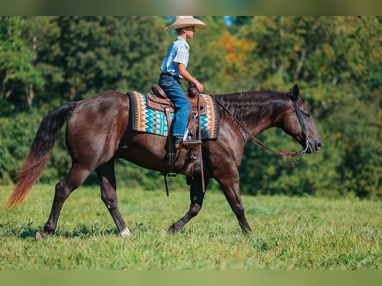 American Quarter Horse Wallach 11 Jahre 152 cm Rappe in Lyles