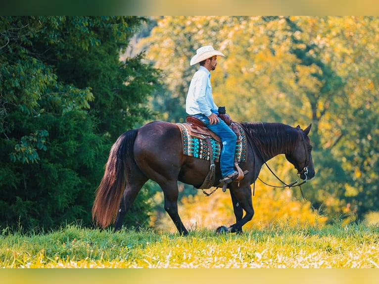American Quarter Horse Wallach 11 Jahre 152 cm Rappe in Lyles
