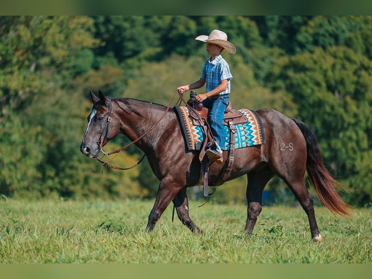 American Quarter Horse Wallach 11 Jahre 152 cm Rappe in Lyles