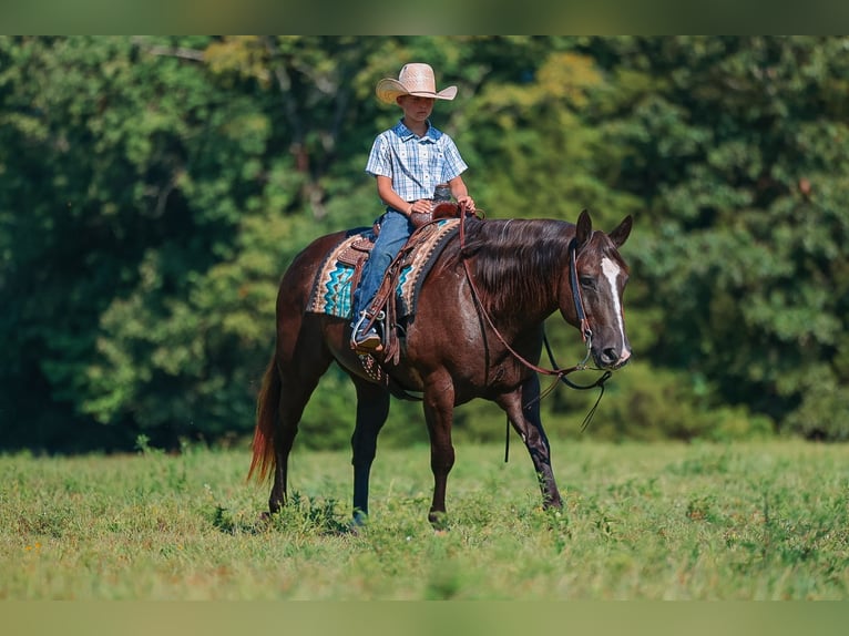 American Quarter Horse Wallach 11 Jahre 152 cm Rappe in Lyles