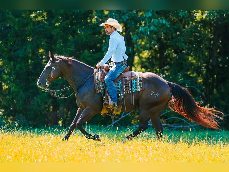 American Quarter Horse Wallach 11 Jahre 152 cm Rappe in Lyles