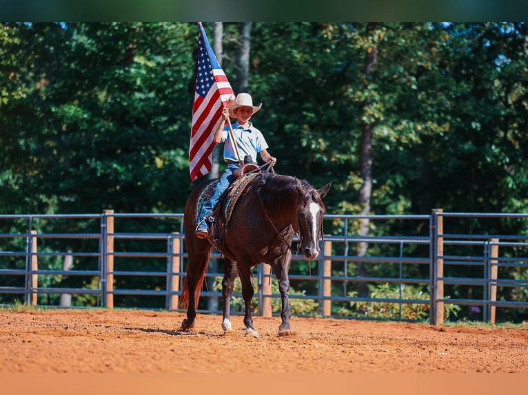 American Quarter Horse Wallach 11 Jahre 152 cm Rappe in Lyles