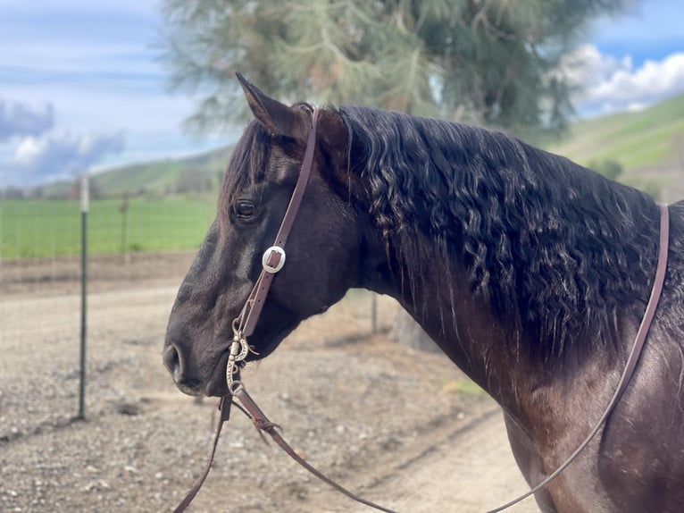American Quarter Horse Wallach 11 Jahre 152 cm Rappe in Paicines CA