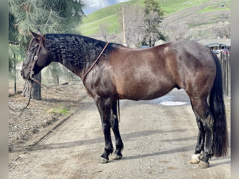 American Quarter Horse Wallach 11 Jahre 152 cm Rappe in Paicines CA